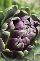 artichoke on a green background