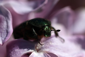 Green bronze beetle is sitting on blossom flowers