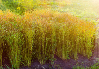 Planting of flax with unripe seed capsules at sunset