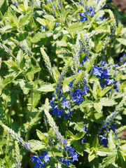 Veronica austriaca | Véronique d'Autriche ou véronique germandrée à petites fleurs étoilées...