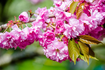 Japanese cherry blossoms on a green natural background