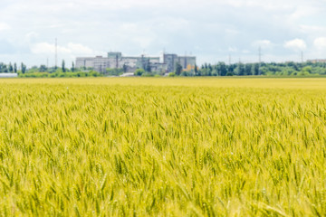 Field of unripe wheat on blurred background of industrial buildings