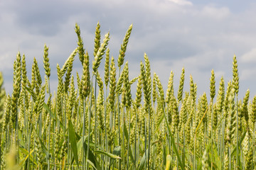 Ears of unripe wheat on field against the sky