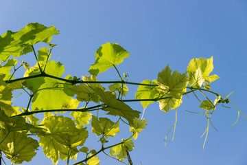 Branches of vine with young leaves against the clear sky
