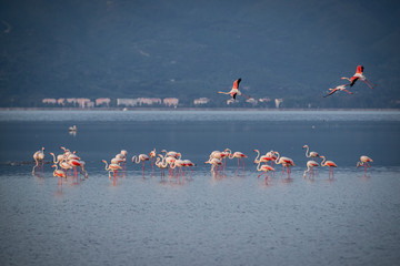 Pink big birds Greater Flamingos, Phoenicopterus ruber, in the water, izmir, Turkey. Flamingos cleaning feathers. Wildlife animal scene from nature.