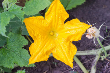 Top view of pumpkin flower on the plantation close-up