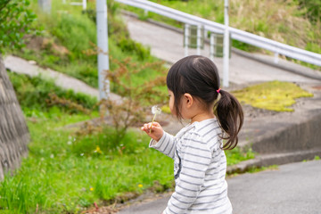 タンポポの綿毛を吹く女の子