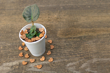 Love african violet concept. Lots of hearts next to the African violet flower