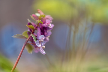 Corydalis (plant, first spring flowers)