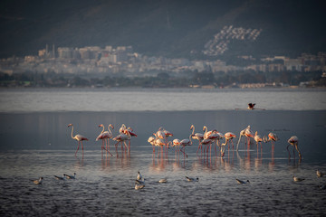 Pink big birds Greater Flamingos, Phoenicopterus ruber, in the water, izmir, Turkey. Flamingos cleaning feathers. Wildlife animal scene from nature.