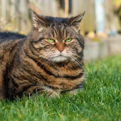 Grumpy looking obese tabby cat lying on grass