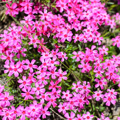 Lot little pink flowers macro photo