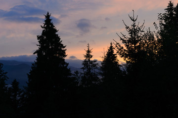 Silhouette of coniferous trees against a beautiful sunset in the woods