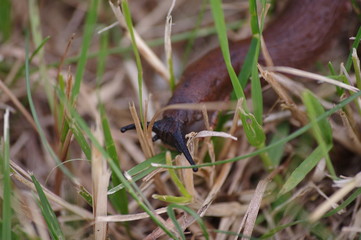 macro snail on the grass