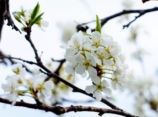 snow-white plum blossoms in the spring garden