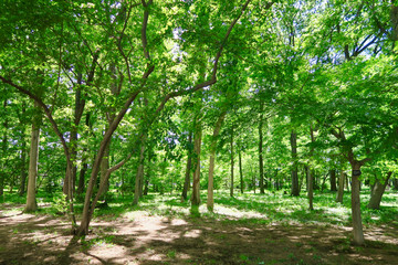 東村山中央公園