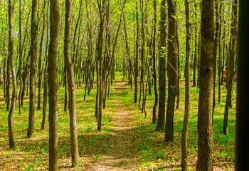 Photo of a path in a Park area