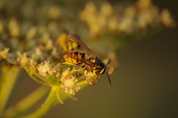 macro bee on yellow flower