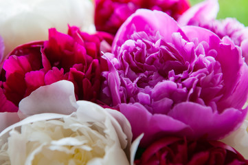 Beautiful rich bouquet of peony flower. Pink red and white colors