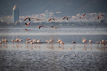 Naklejka premium Pink big birds Greater Flamingos, Phoenicopterus ruber, in the water, izmir, Turkey. Flamingos cleaning feathers. Wildlife animal scene from nature.