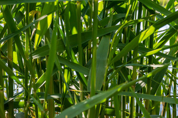 Cane background, green reed fully in the frame