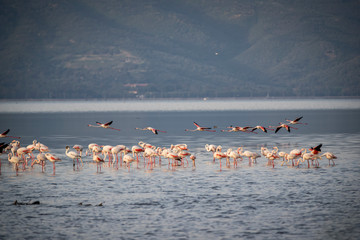 Fototapeta premium Pink big birds Greater Flamingos, Phoenicopterus ruber, in the water, izmir, Turkey. Flamingos cleaning feathers. Wildlife animal scene from nature.