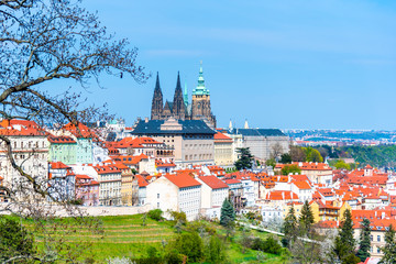 Obraz premium Spring in Prague. Blooming trees and lush greenery in Strahov Gardens with Prague Castle on background. Prague, Czech Republic
