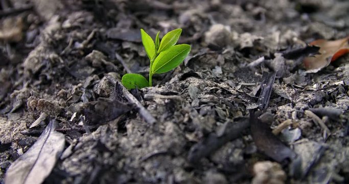 Close up of one small green tree seedling swing in the ash burned ground concept of new life after disaster hope in darkness