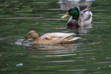 Hybrid Stockente