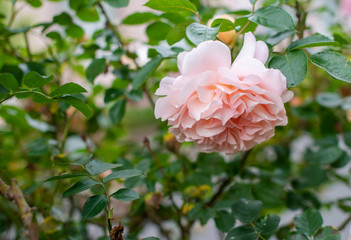rose  garden flower