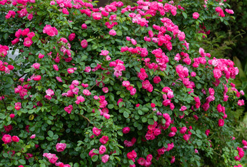 Obraz premium rose garden flower
