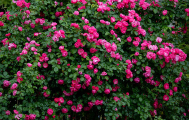 Fototapeta premium rose garden flower
