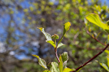 Abstract view of emerging new young leaves on a variegated dogwood bush, with defocused background