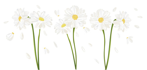 Realistic chamomile flower. Chamomile isolated on white background. Fragrant bunch chamomile. Flower chamomile close up. 3d illustration.