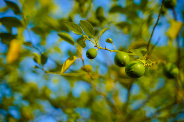 fresh green lemon on tree
