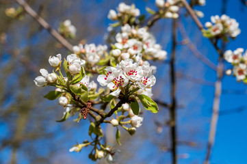 apple tree blossom