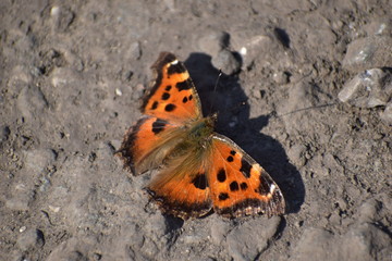 Fototapeta na wymiar Orange butterfly with black spots