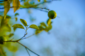 fresh green lemon on tree