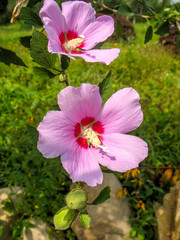 Pink Hibiscus Syriacus, china