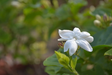 Obraz premium Close up of Jasmin flower with background of nature