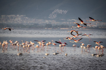 Naklejka premium Pink big birds Greater Flamingos, Phoenicopterus ruber, in the water, izmir, Turkey. Flamingos cleaning feathers. Wildlife animal scene from nature.