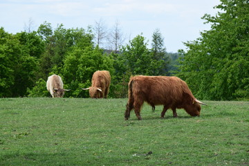 Galloway Rinder auf der Weide