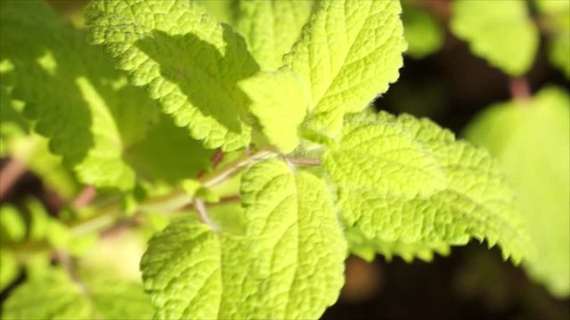 Planta melisa. limoncillo, menta melisa, hoja de lim&oacute;n o toronjil​ (melissa officinalis). D&iacute;a soleado.