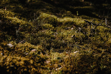 moss in the forest