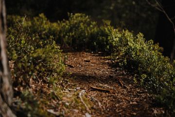 Fototapeta na wymiar sunny path in the forest