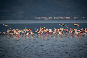 Pink big birds Greater Flamingos, Phoenicopterus ruber, in the water, izmir, Turkey. Flamingos cleaning feathers. Wildlife animal scene from nature.