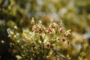 Flowering cranberry in the woods on a sunny day