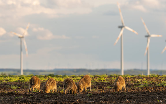 herd of small wild boars piglets feeding on a spring field - close-up - Powered by Adobe