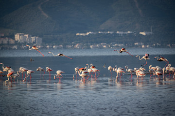 Pink big birds Greater Flamingos, Phoenicopterus ruber, in the water, izmir, Turkey. Flamingos cleaning feathers. Wildlife animal scene from nature.