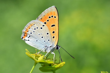 Fototapeta na wymiar The large copper butterfly - Lycaena dispar. Little blue butterfly on wild flower